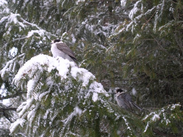 Ghost Ridge-Twin Lakes 018 